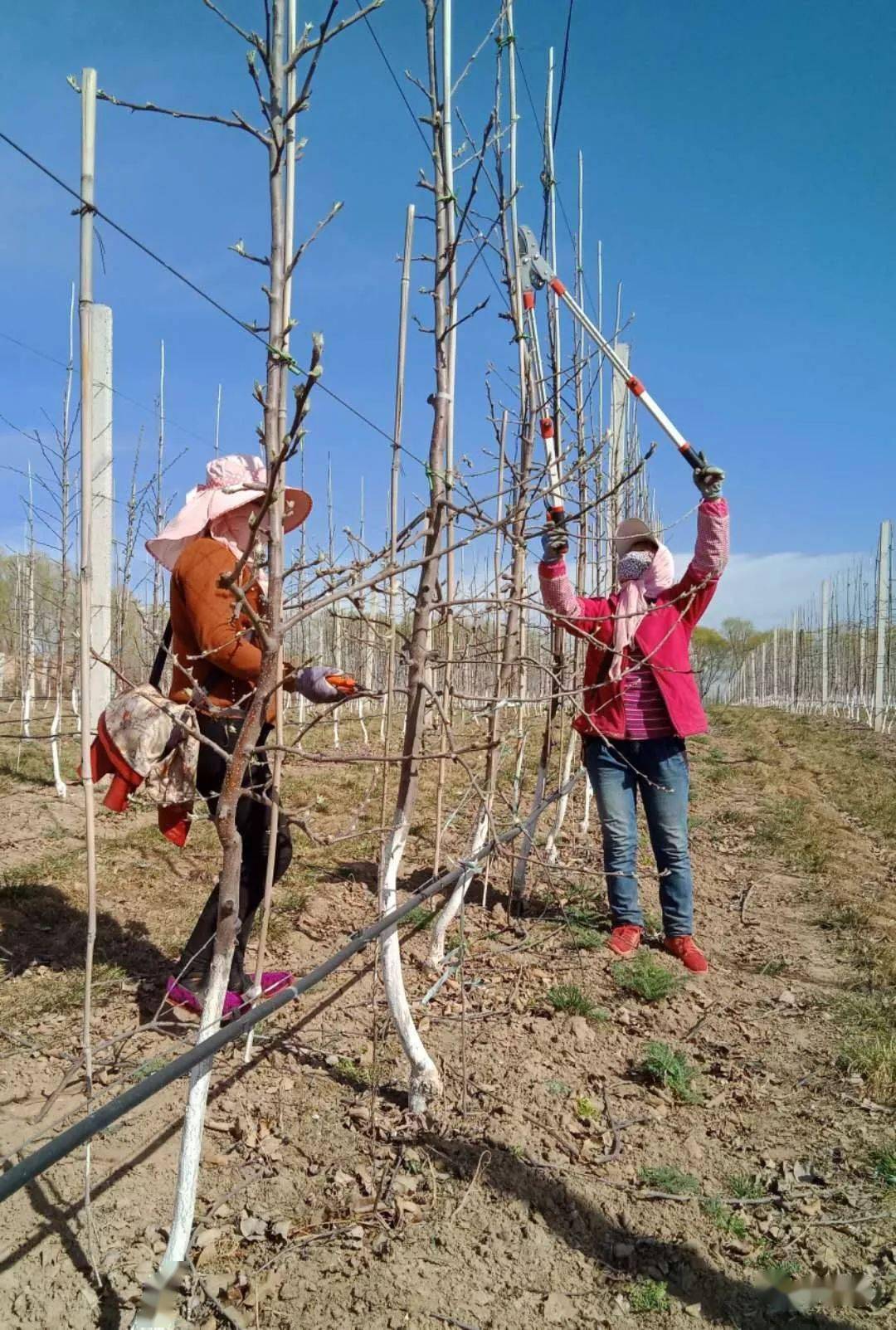 今年苹果树主杆裂皮较多,冻害及腐烂病也发生较多.