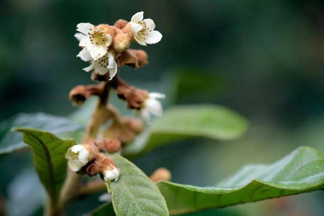 立春枝头芽绿惊风暖
