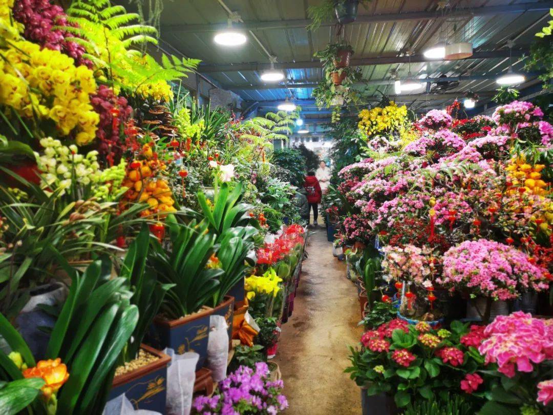 连云港花卉市场图片