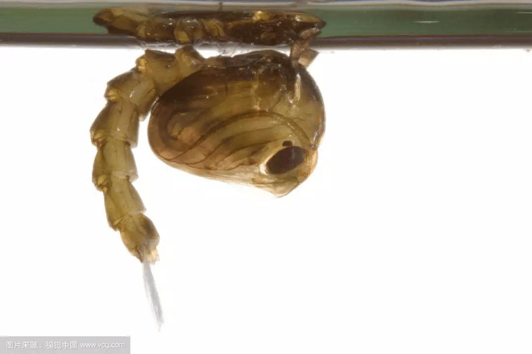 消杀灭"四害",防疫护健康!_老鼠