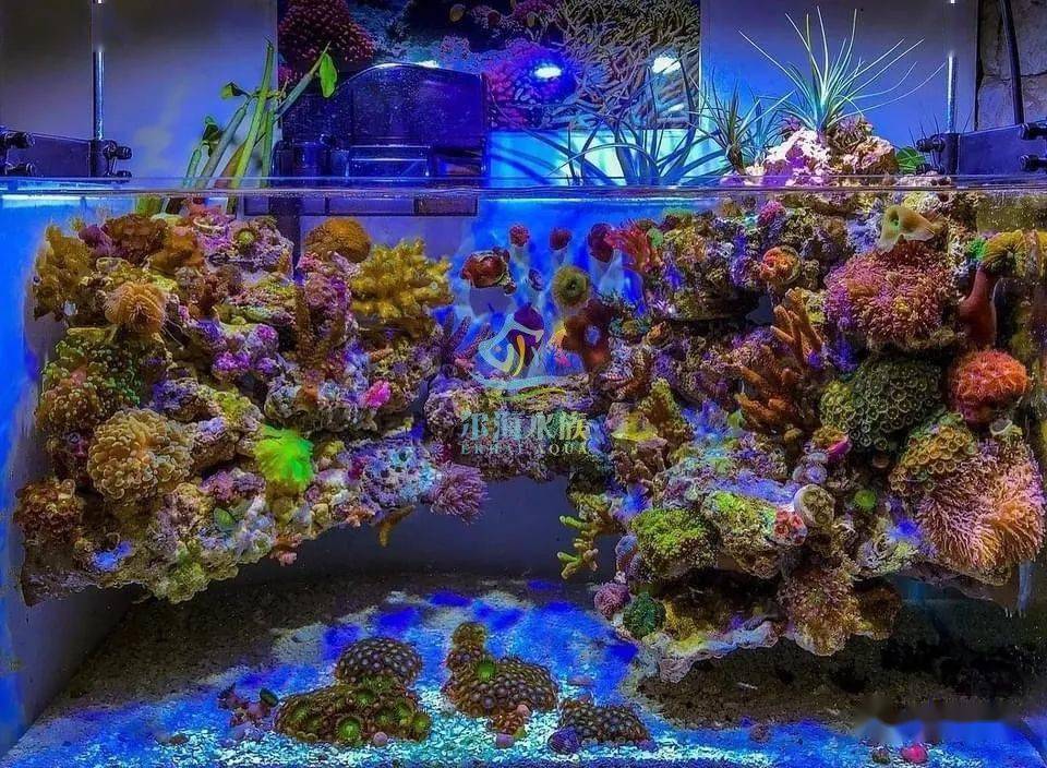 揭秘:悬浮景海水缸的变化过程