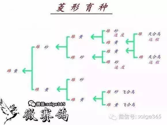 最牛逼信鸽育种回血公式不看后悔一辈子