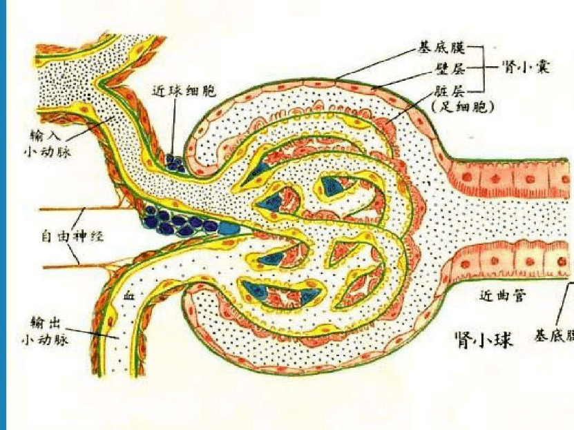 肾球旁复合体组织学图片