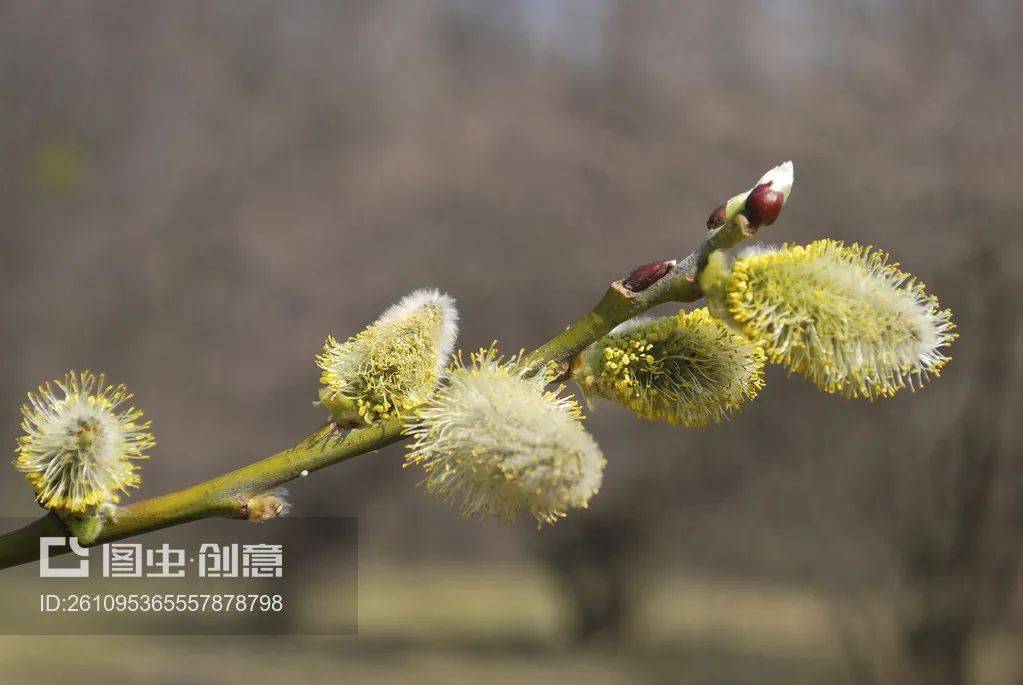 翠盖立春风图片