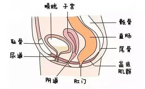 女性膀胱位置图片尿道图片