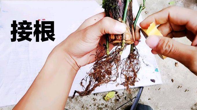 接根技术教程扦插山木香真的需要接根吗用实证对比分析