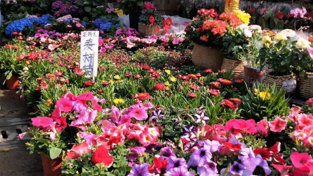 广佛电台联袂直播double欢乐!大头渣渣邀你接财回家_花木