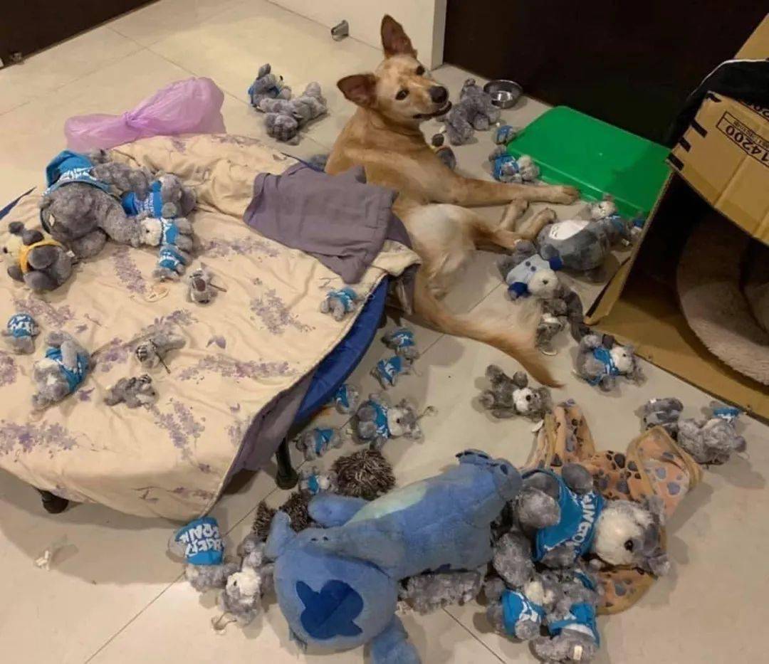 大懒货平时能待在家里绝对不出去能躺着就绝对不站着家人打扫卫生的