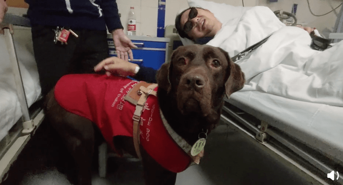 医院特许导盲犬探望生病主人，尾巴瞬间摇成电动马达