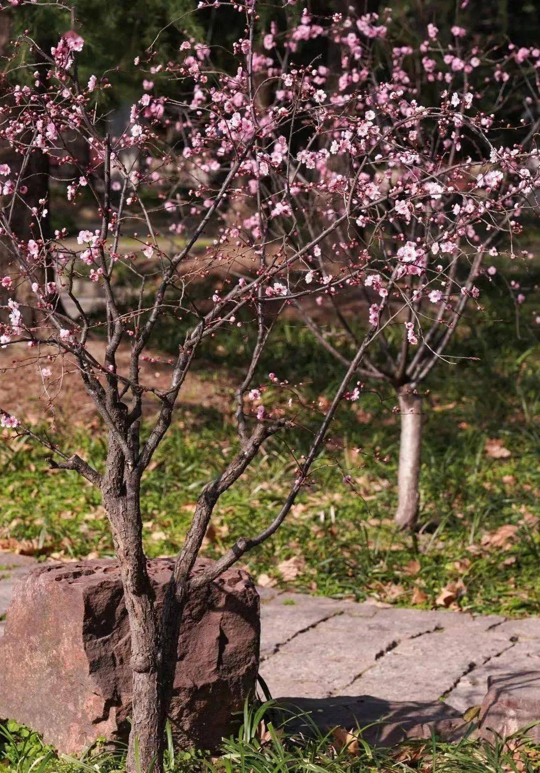 梅花主要集中種植於魯迅公園梅園及8號線1號出口處的綠地中,以宮粉