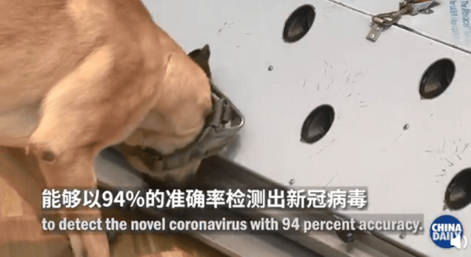 德称嗅探犬识别新冠！