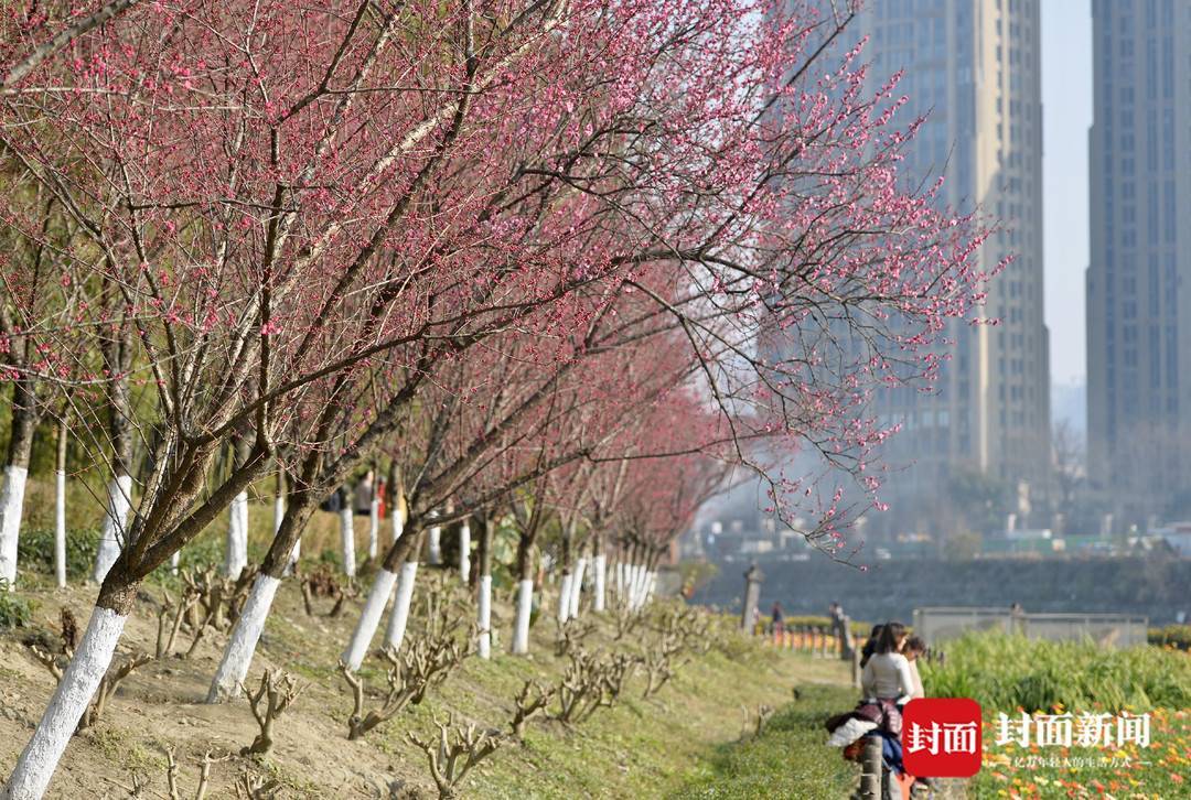 红梅花开锦江 | 图集