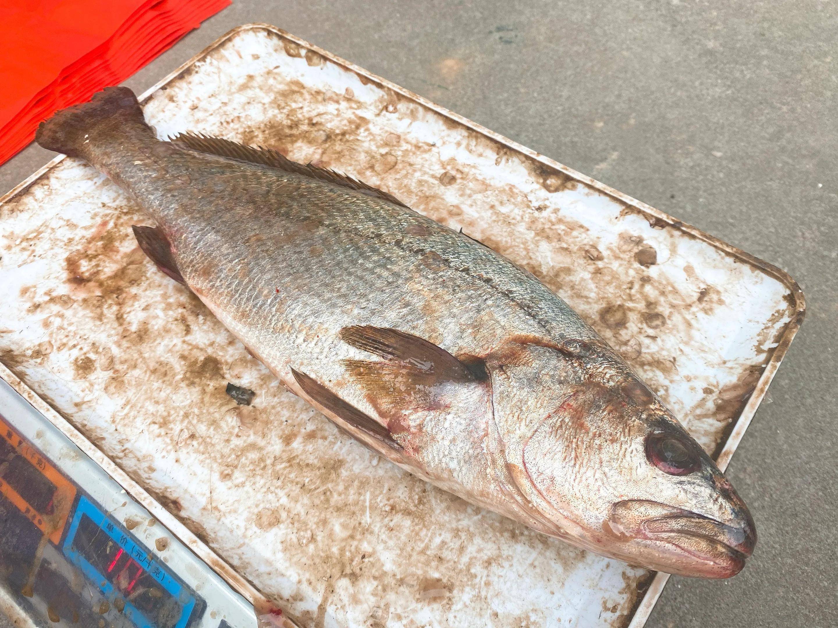 年底晒鱼选鮸鱼价格便宜还不腥教你晒鱼干喜欢吃鱼的别错过