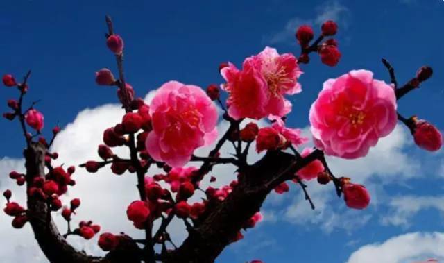 中国十大名花排行榜哪个是你的最爱