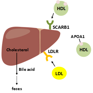 高密度脂蛋白胆固醇偏高 3f15484587344a439b7229a66b94d80c.png
