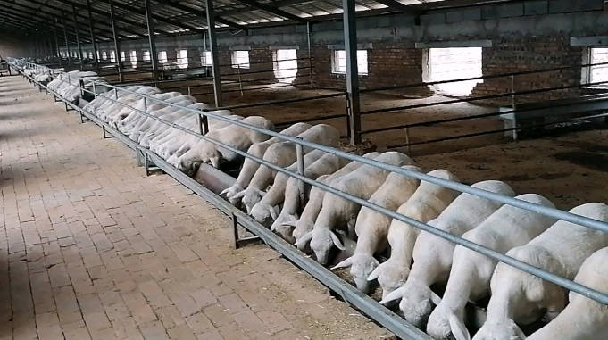 新手养羊朋友记得收藏教你如何搭建羊棚