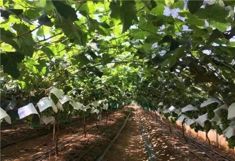 阳光玫瑰在中国疯狂 日本人却偏爱巨峰葡萄 这是为什么 枝条