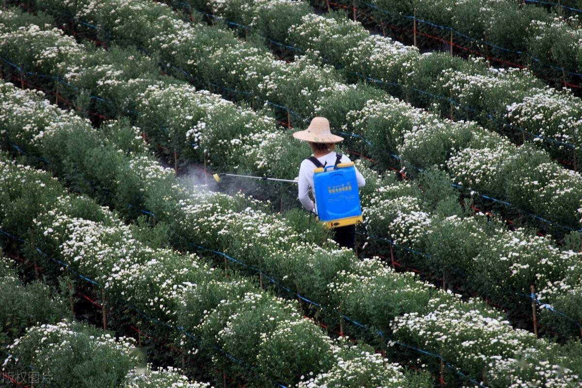 蔬菜怎样喷施微肥?微肥在蔬菜上的使用技巧