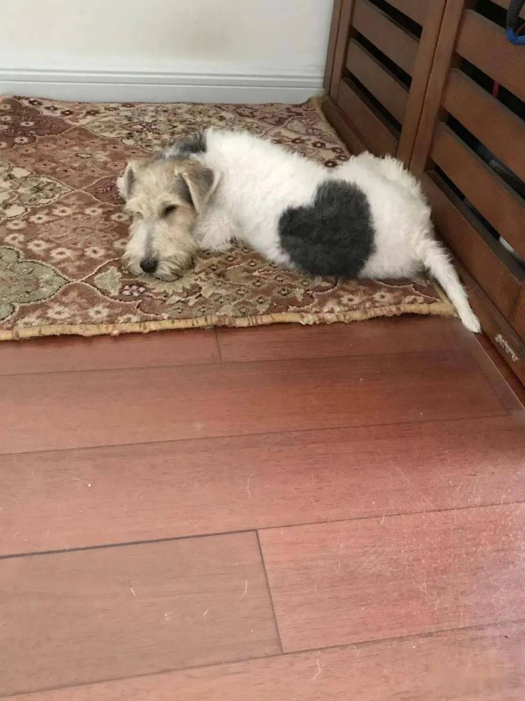 马斯特家之前有一只猎狐梗后来去世了