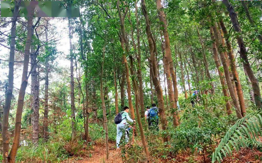 【春节·茶山鸡】2月16初五| 新年登高吃鸡！登佛山高明茶山，品农家柴火鸡