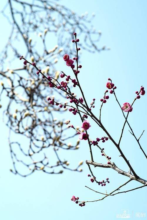 花枝什么颤成语_花枝鼠(3)