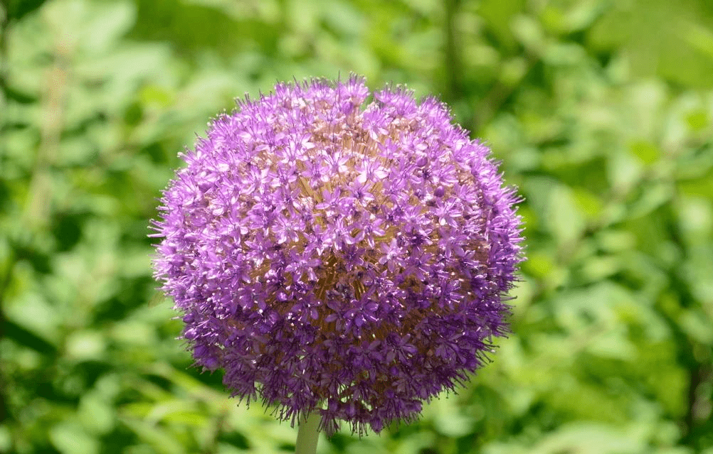 趣味植物开花成球团团圆圆这10种花卉给你带来新年福气