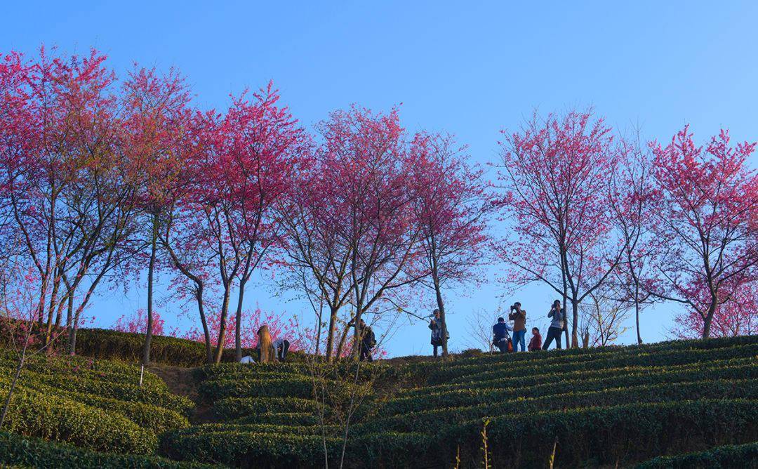 河源哪里有赏花景点图片