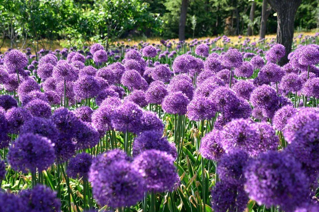 趣味植物开花成球团团圆圆这10种花卉给你带来新年福气