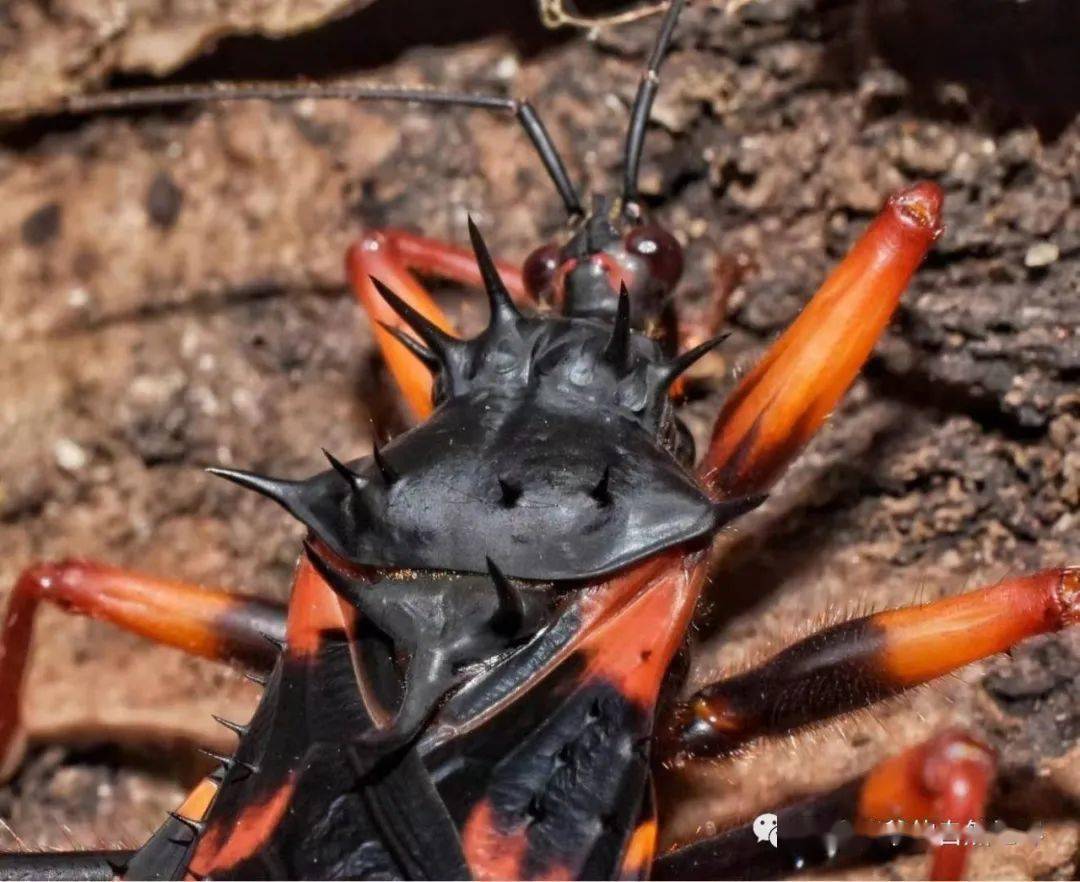 多刺猎蝽饲养记录