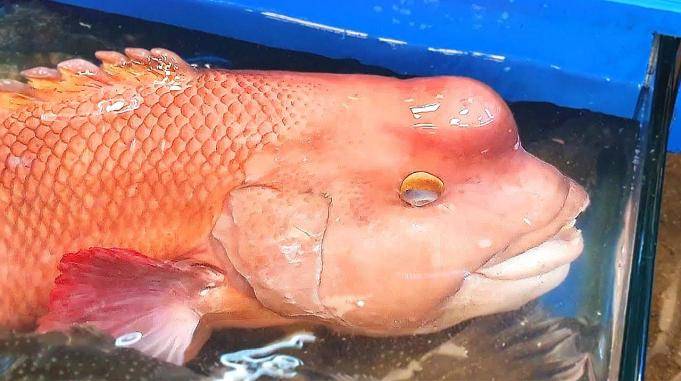 大叔200元买条怪鱼,每条头上都被砸个"大包",上桌直夸太好吃