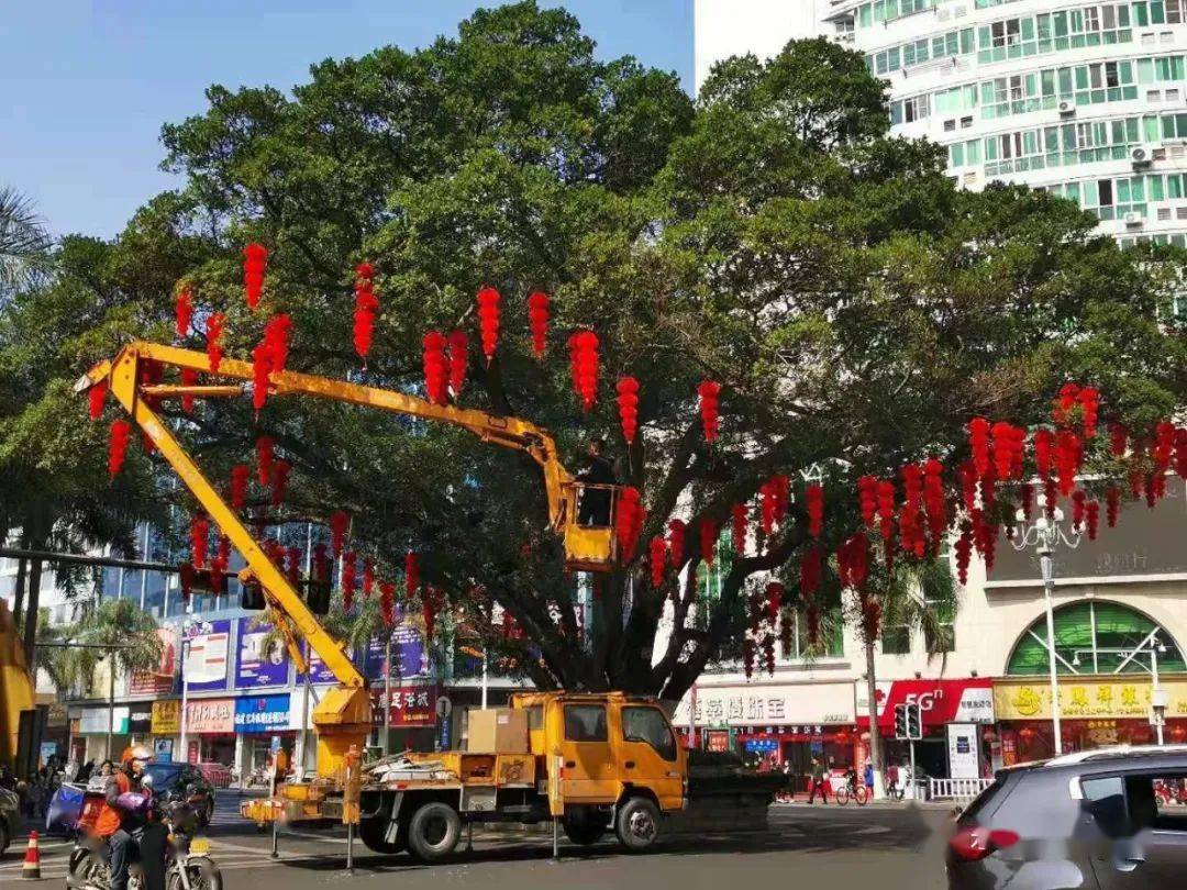 福建永安大榕树图片