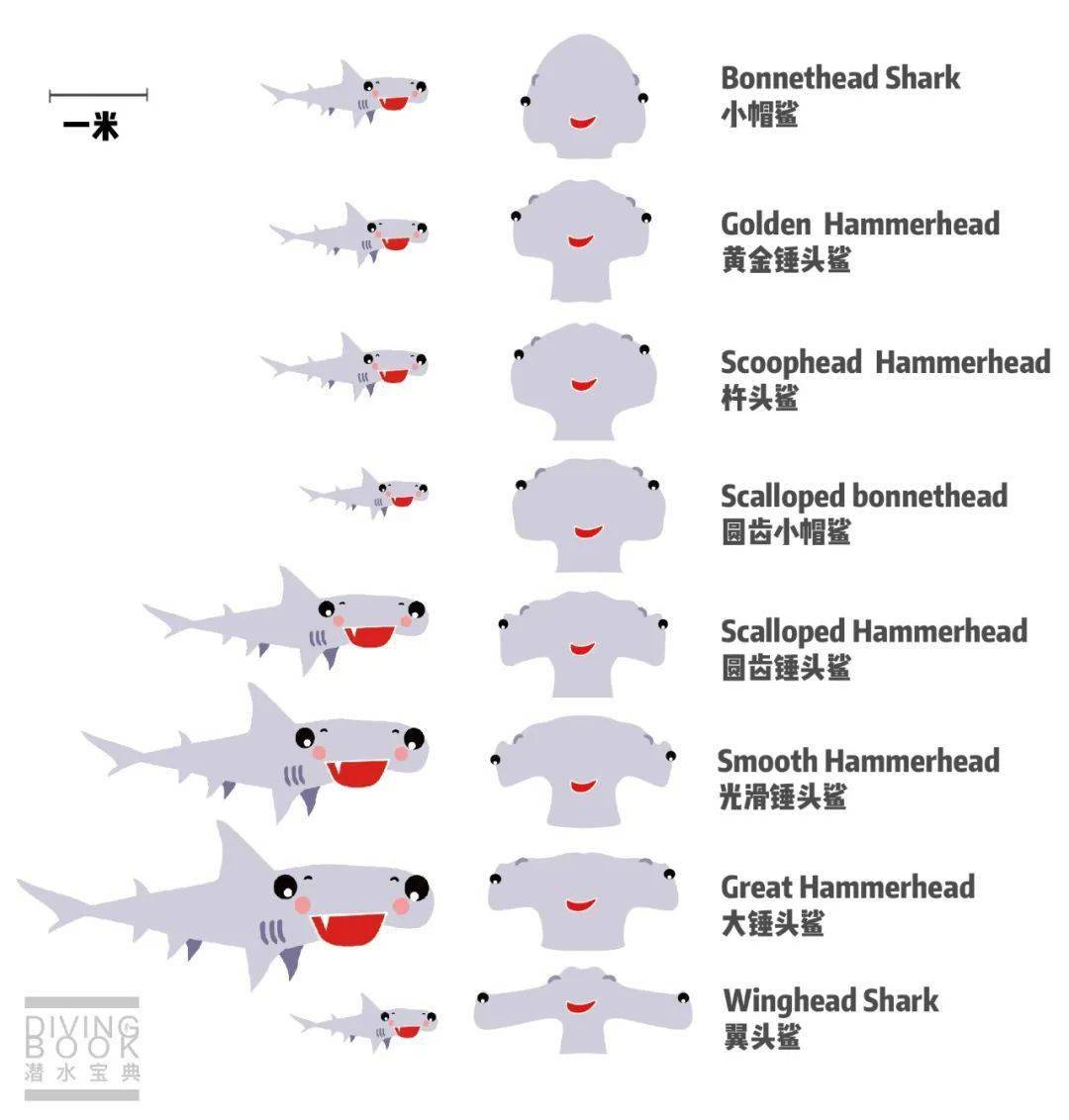 5分钟秒懂25种海洋动物