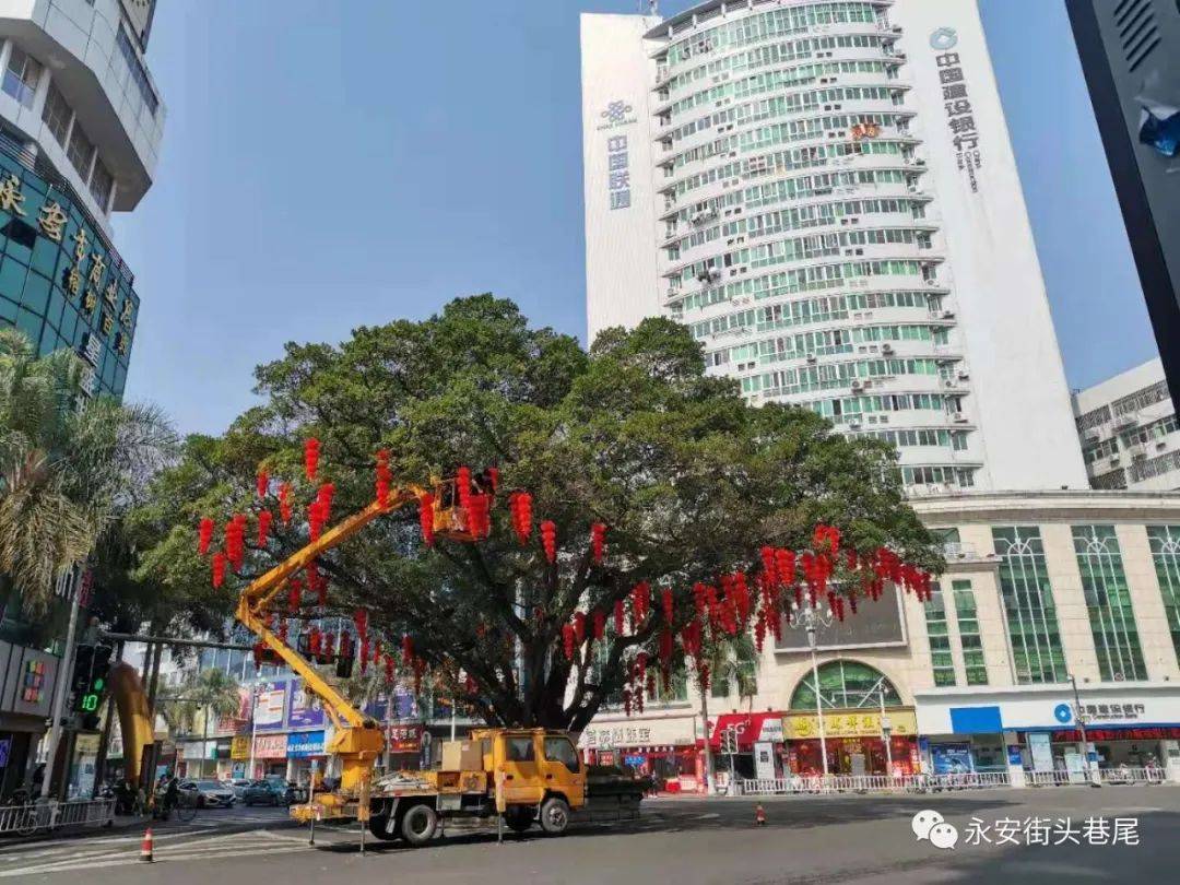 福建永安大榕树图片