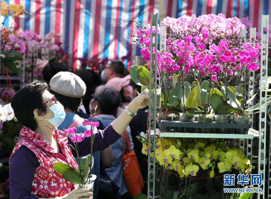 香港 选年花迎新春 销售点