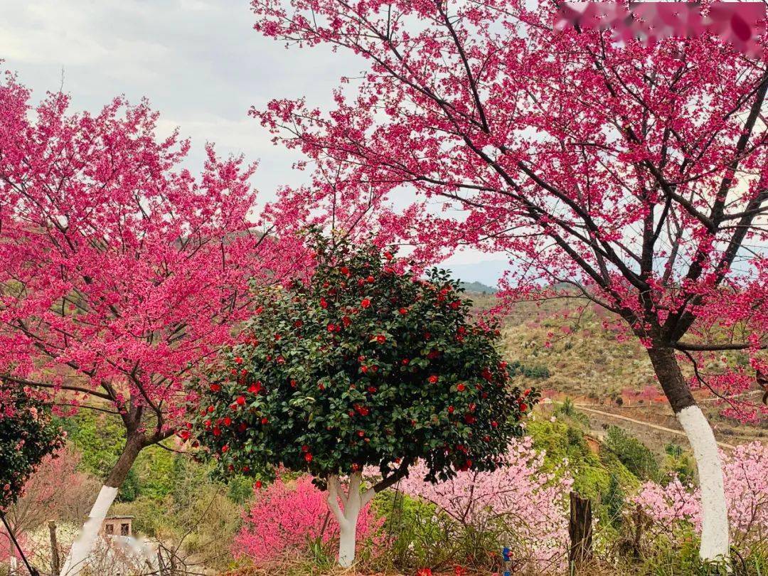 南雄樱花公园图片