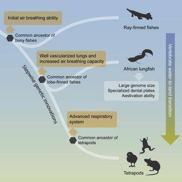 脊椎动物是如何进化而来的？西北工业大学王文联合多机构发布非洲肺鱼 