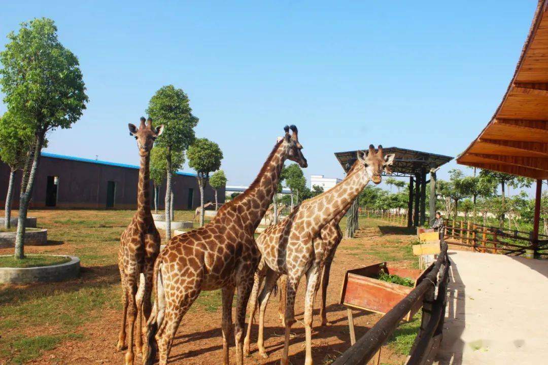 雄森动物大世界近年来,平南县高度重视旅游产业发展工作,依托区于内