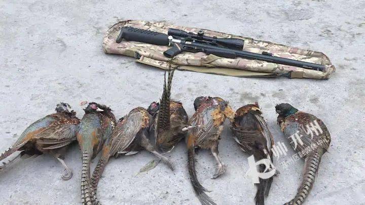 开州这4名男子嘴馋想吃野味,非法狩猎7只野鸡
