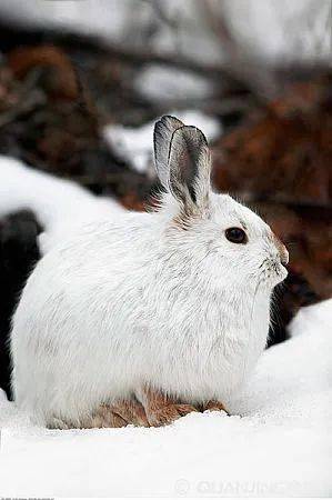 天山雪兔子图片图片