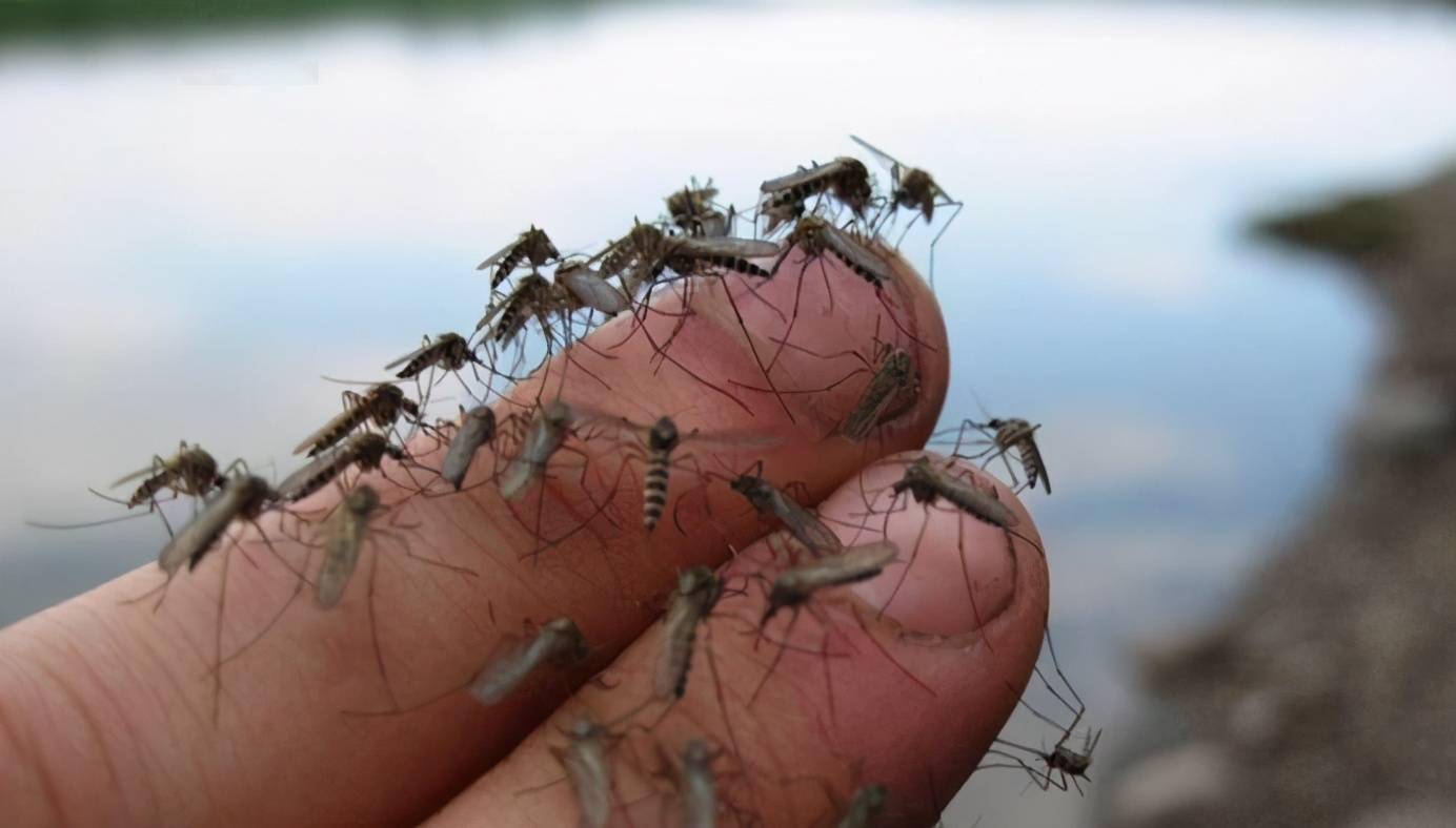 10000年前人類犯的錯誤導致蚊子基因突變將人類作為食物