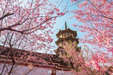 春已至！泉州千年古刹开元寺樱花盛开