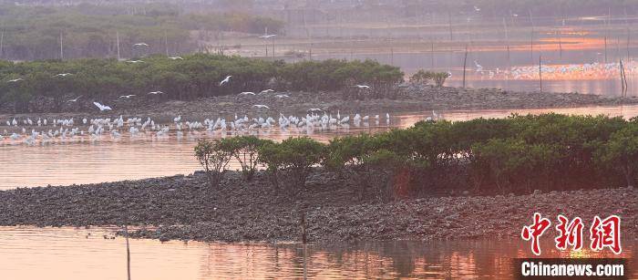 碧海红树白鹭飞 南方电网护鹭队9年守护广西北部湾生态环境