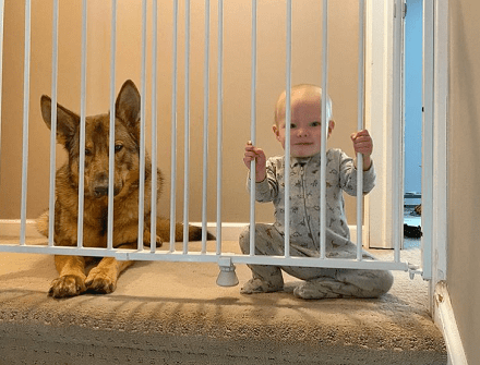兇猛警犬下班之後，居然愛在家帶孩子，主人：它比媽媽還溫柔！ 萌趣萌寵 第3张
