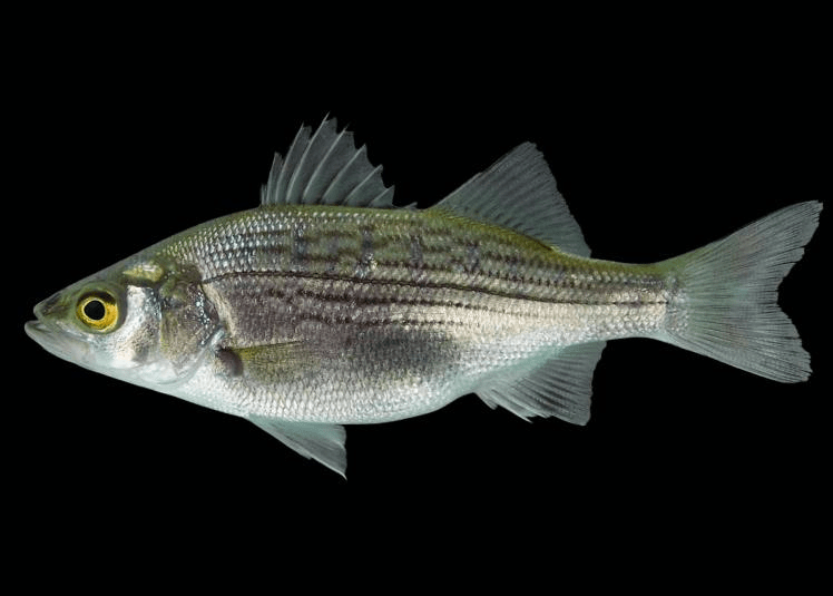 美国条纹鲈引入中国2年发育成熟国内市场已被攻陷