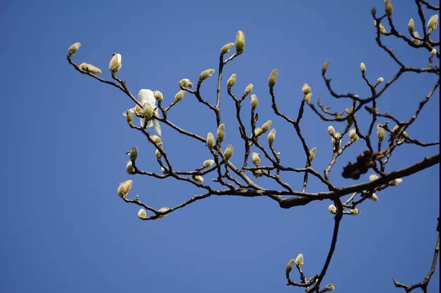 寒凝大地发春华 上海首波玉兰花绽放刷新早开时间记录 白玉兰