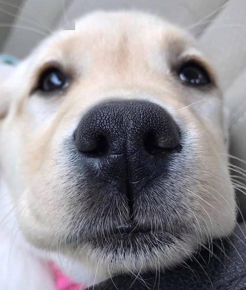 鼻孔朝天的汪星人,竟然也萌萌哒分外可爱!