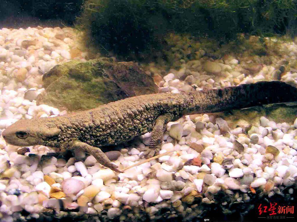 中国瘰螈(学名:paramesotriton chinensis).