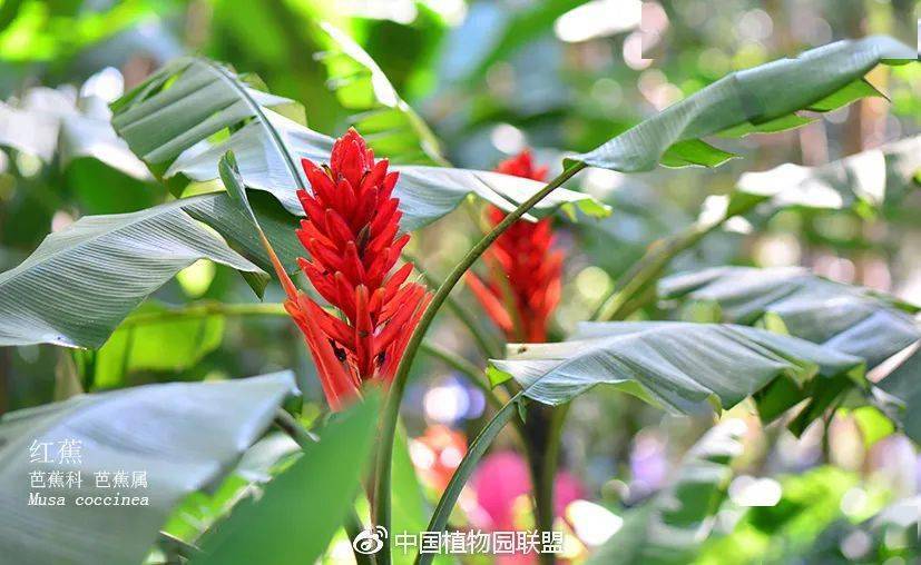 生物多样性看西双版纳‖植物篇⑨:百花盛开迎新春_云南