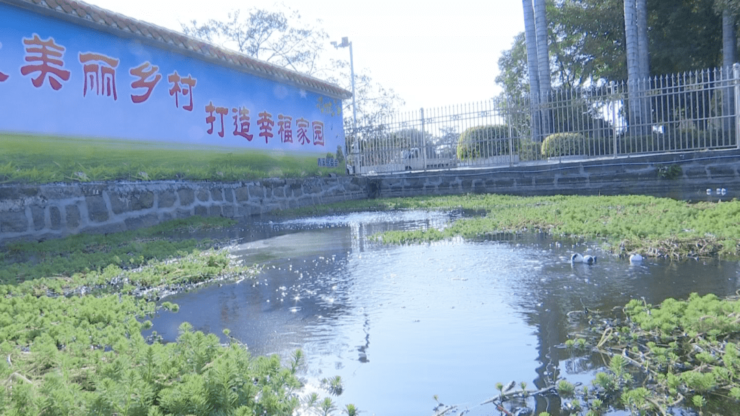 砲台镇青溪村村民 蔡珍:近日,记者来到青溪村,只见村道干净整洁,文明