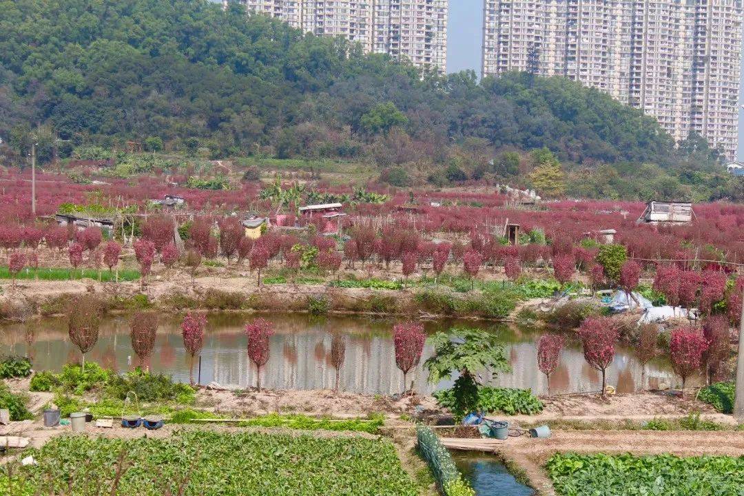 南村藏着的这个桃花岛，一夜之间全粉了，街坊都来这里选挑花......